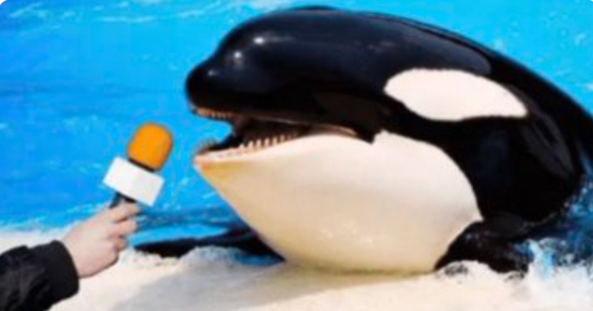 OrcaMicrophone This Photoshopped Image Of An Orca Holding A Microphone Lets The Whales Speak And The Memes Are Hilarious